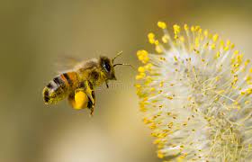 Un million de signatures dans le cadre de l'initiative citoyenne européenne  «Sauver les abeilles et les agriculteurs!»